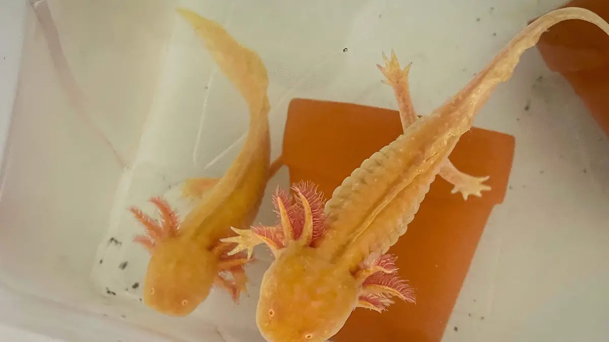 Ajolote-ciencia-culiacán