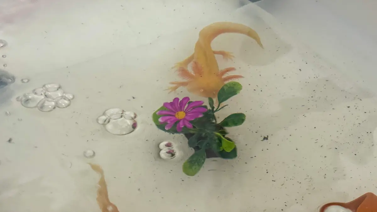 Ajolote-ciencia-culiacán