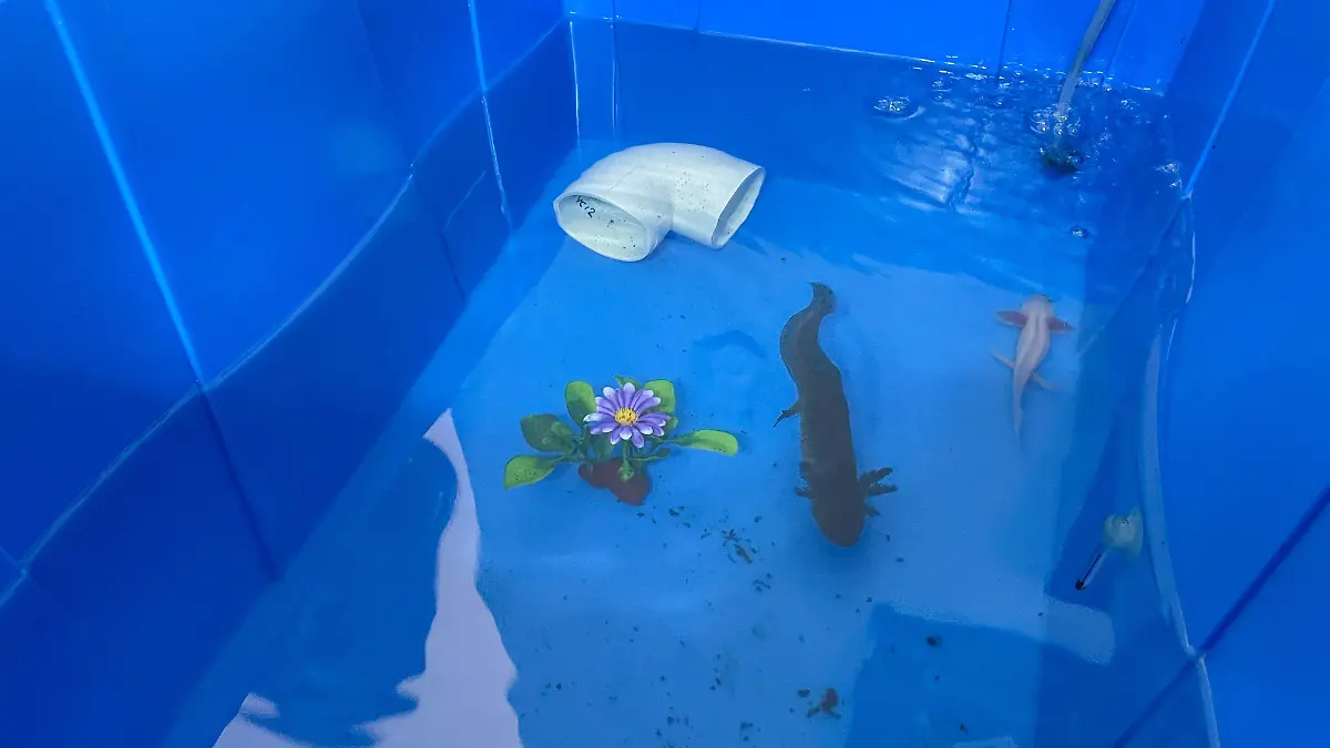 Ajolote-ciencia-culiacán