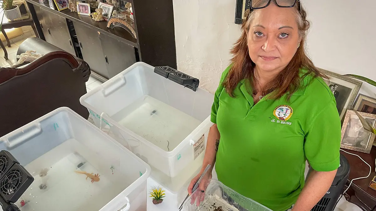 Ajolote-ciencia-culiacán