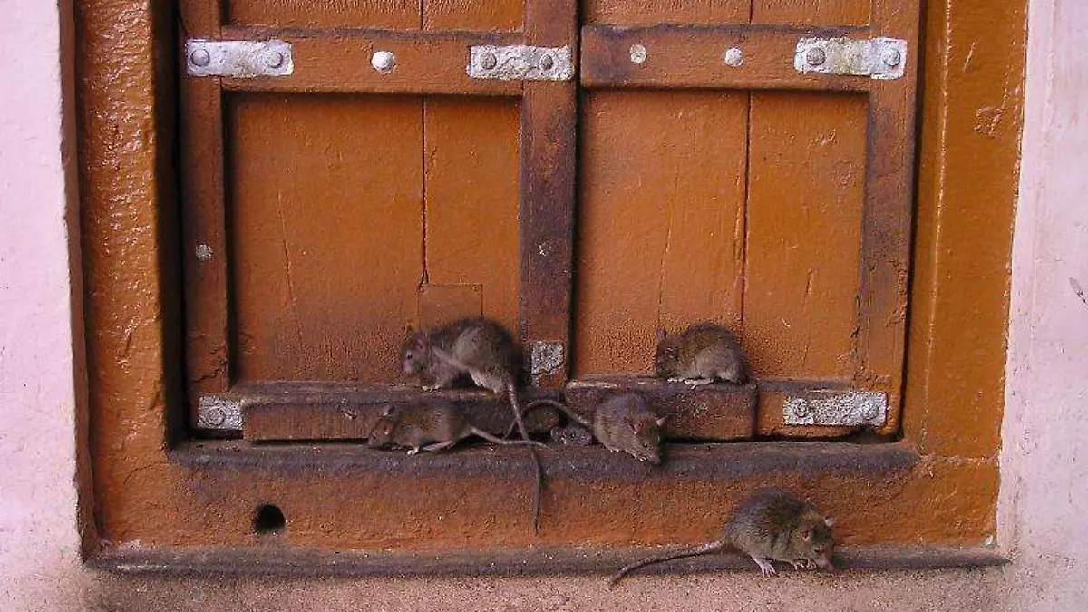 ratas - feas