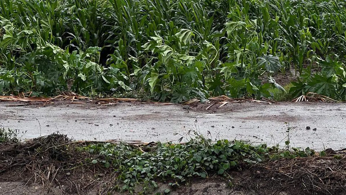 Crisis-cultivos-frijol-maíz 