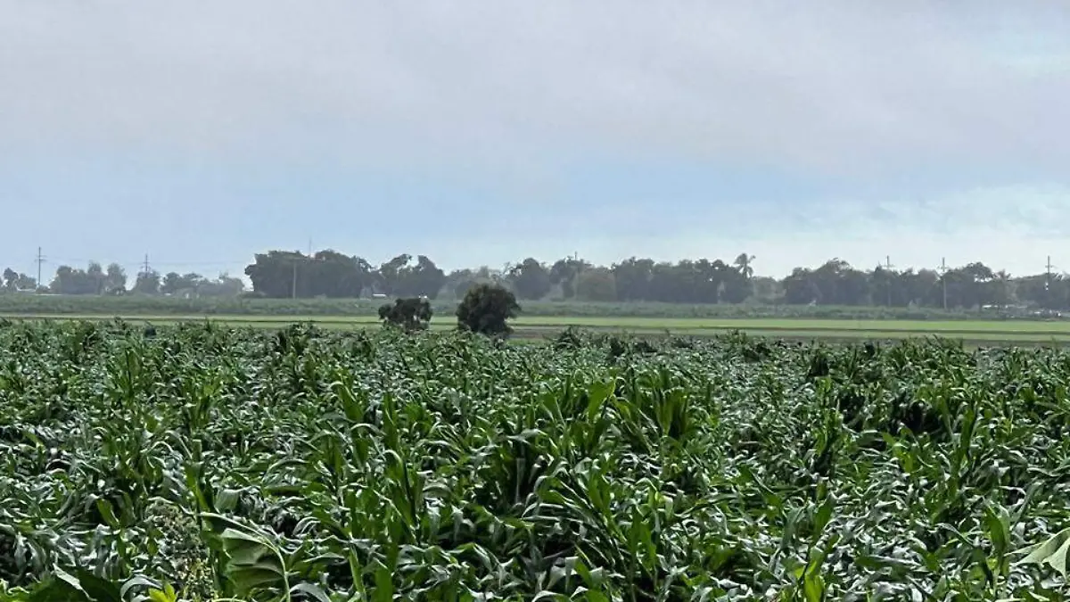 Crisis-cultivos-frijol-maíz