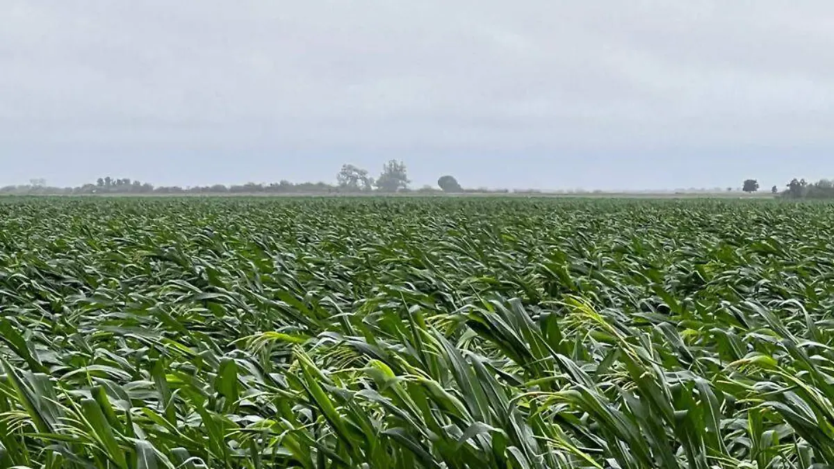 Crisis-cultivos-frijol-maíz