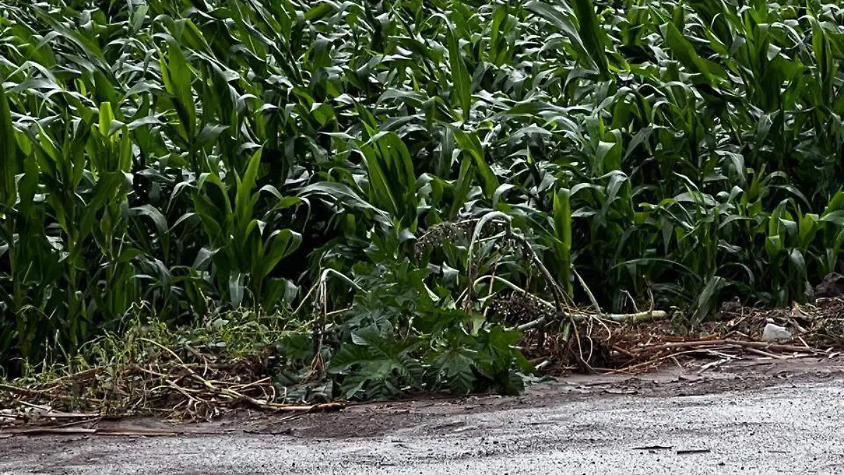 Crisis-cultivos-frijol-maíz