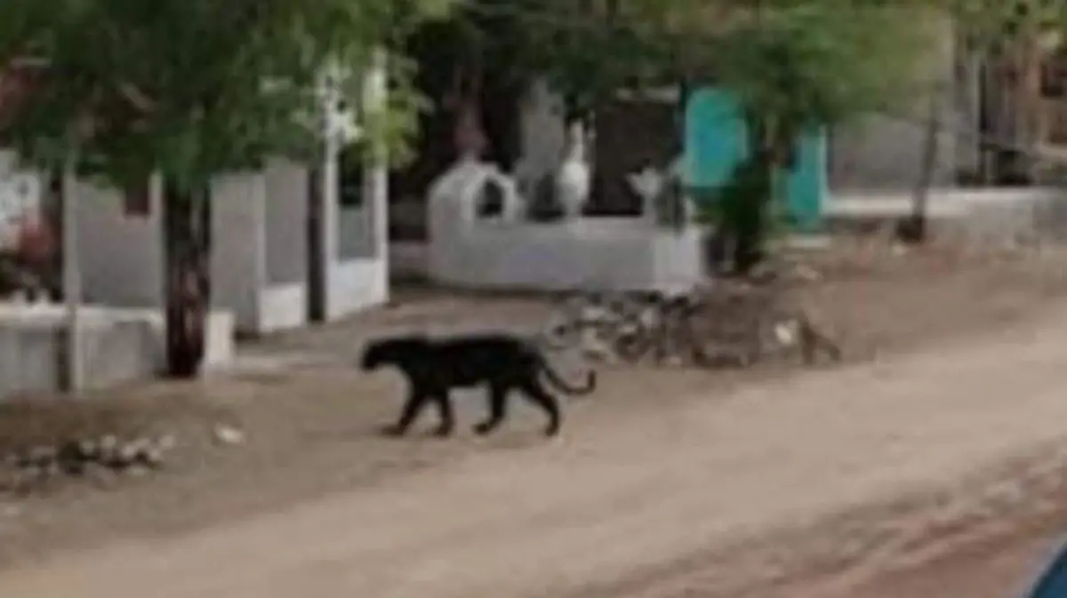 WhatsApp Image 2026-02-09 at 9.26.20 AM