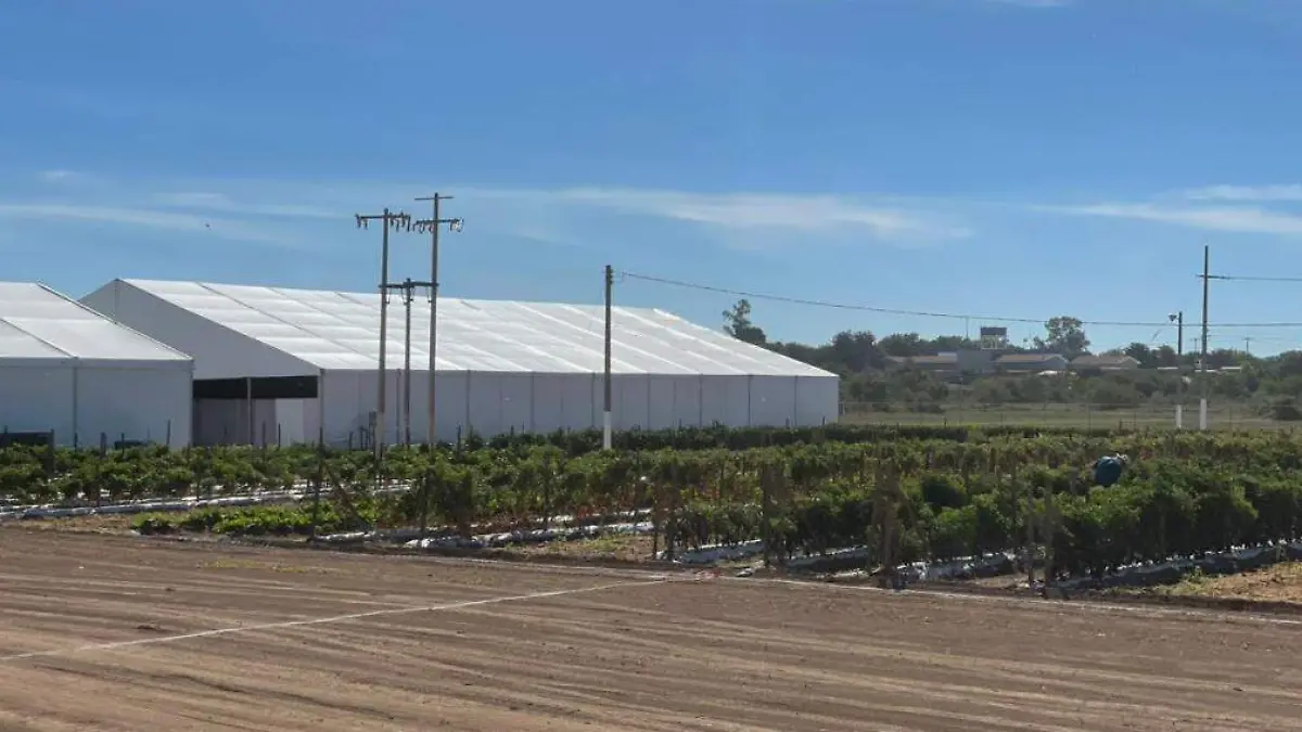 ciclos- cultivos-cambio-climatico