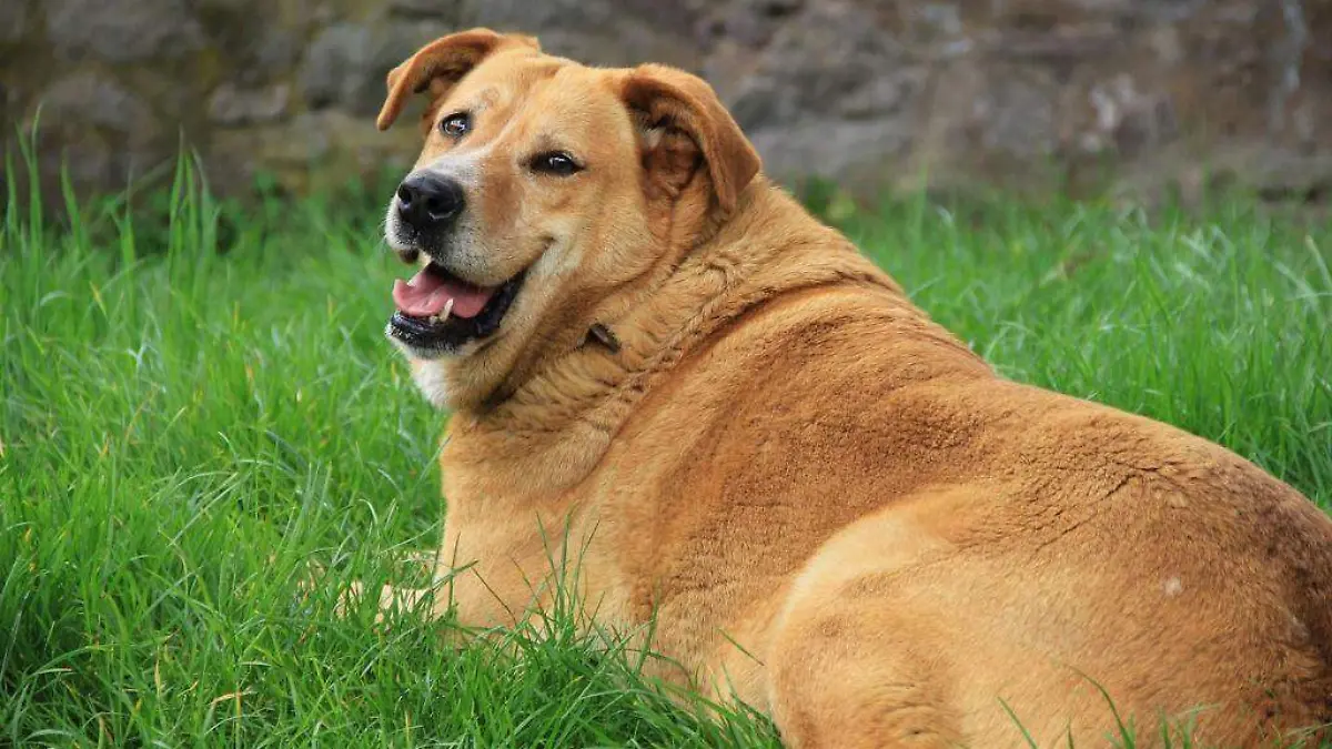 mascotas - perros