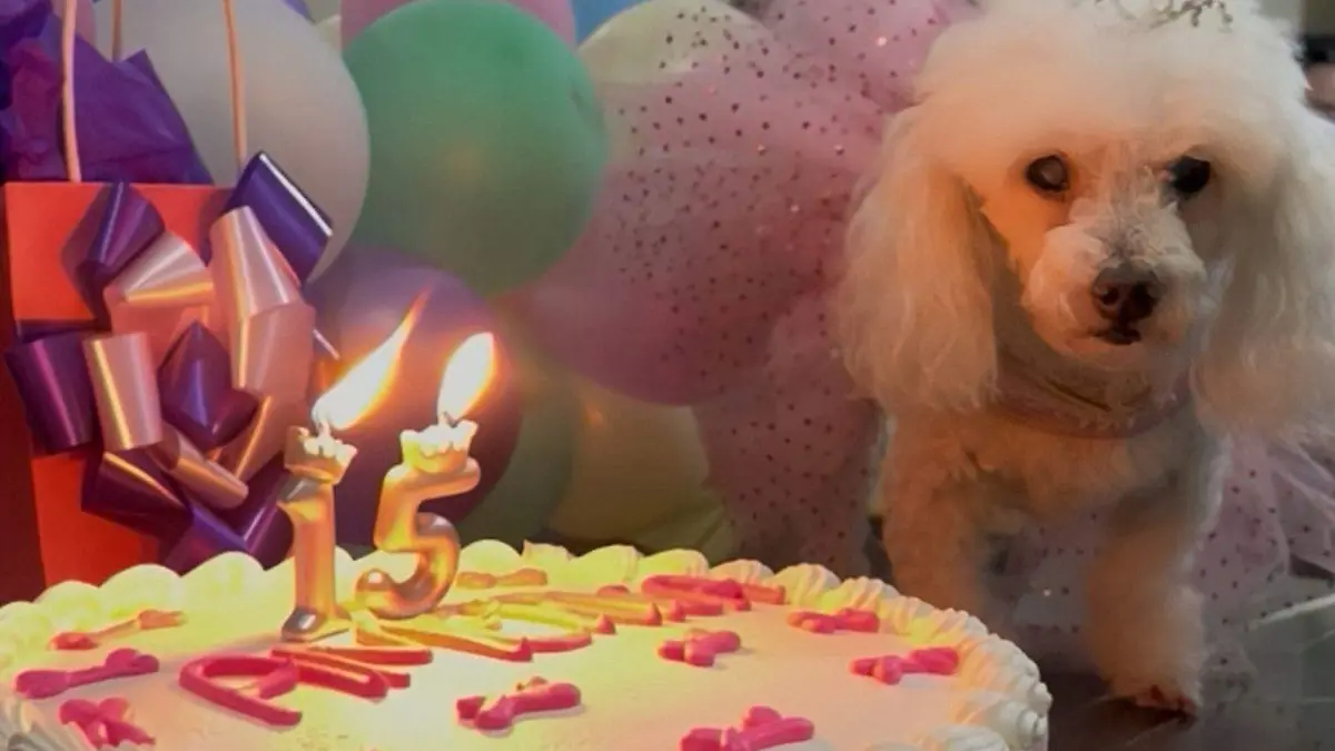 perros-años-de-vida