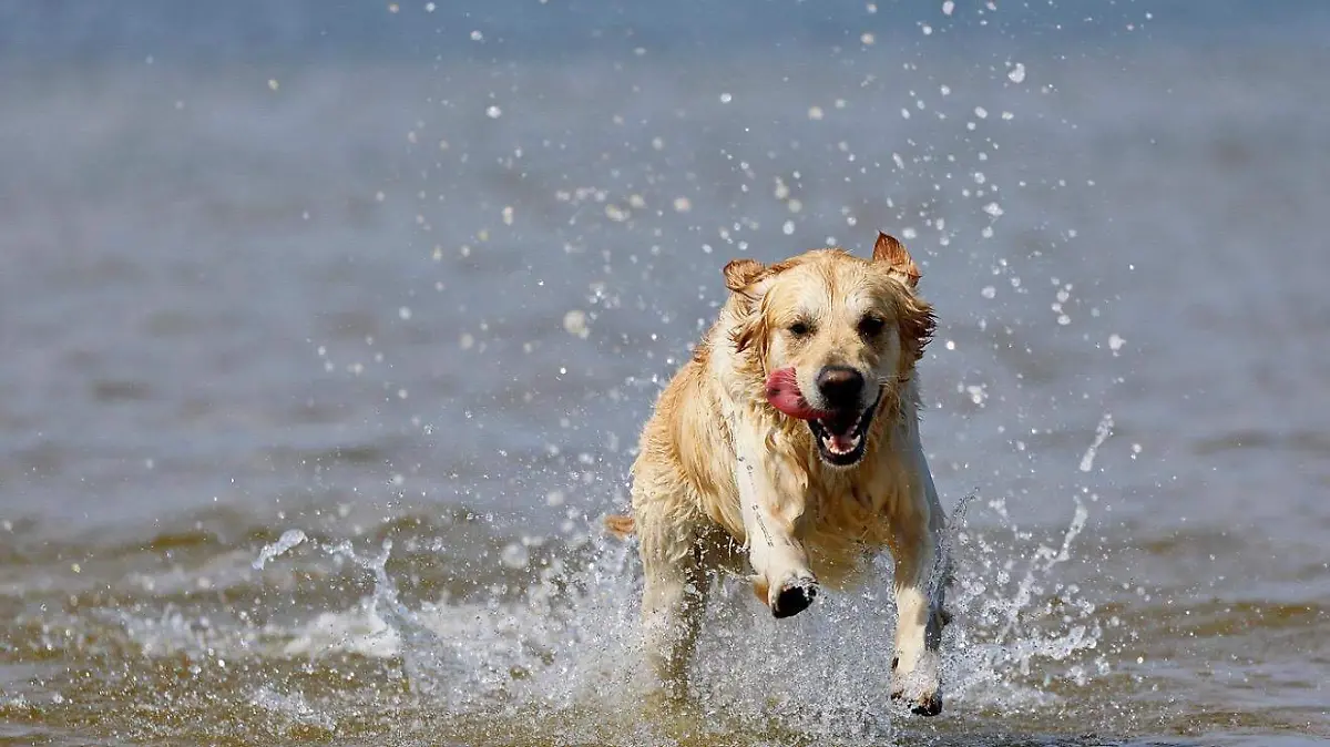 perro-playa-mascota