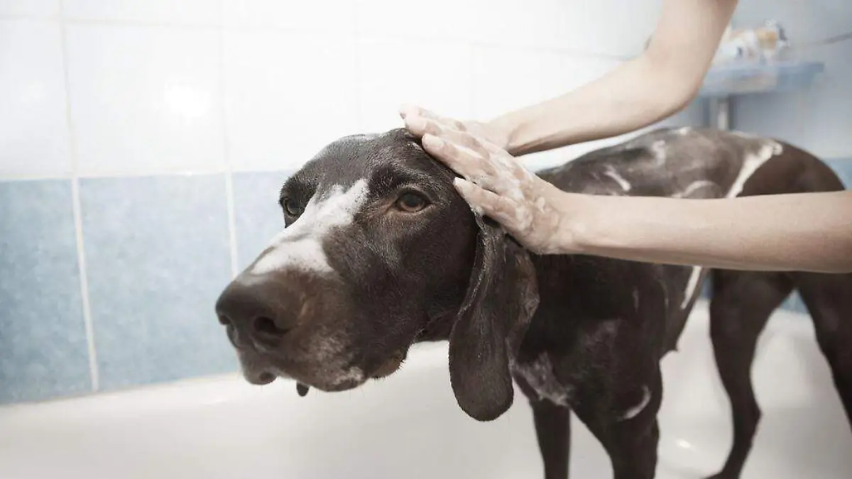 baño - perro