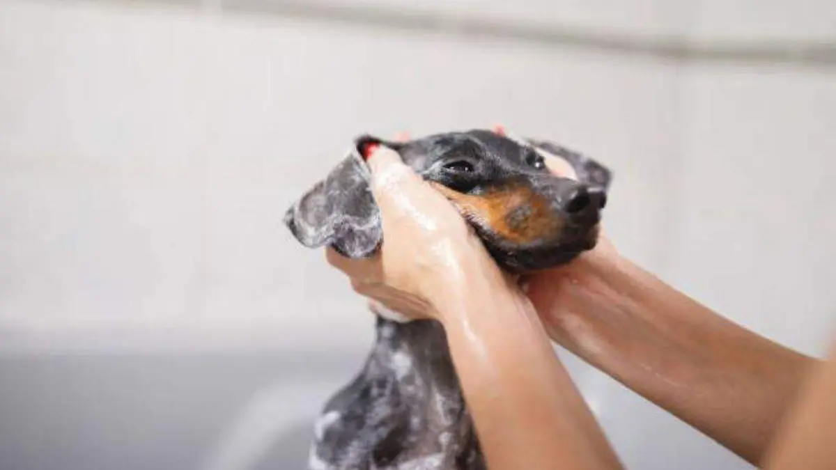 baño - perros-calor