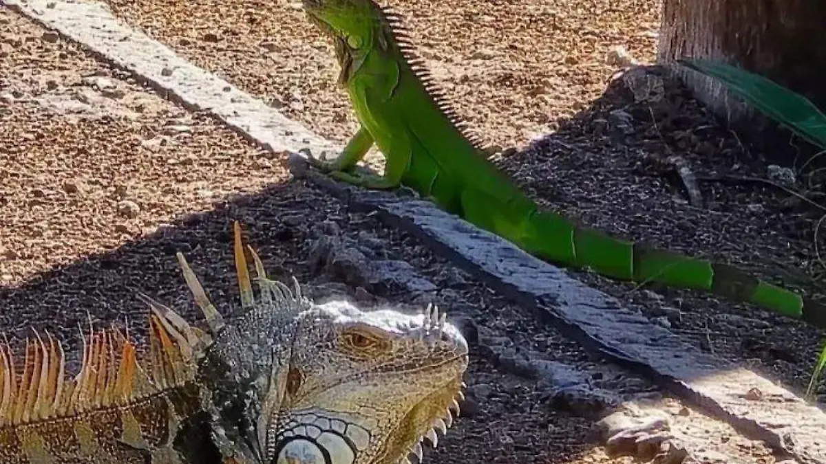 iguanas - verdes