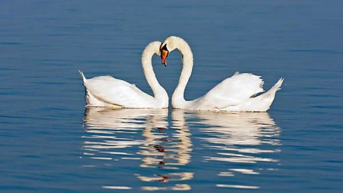 cisnes