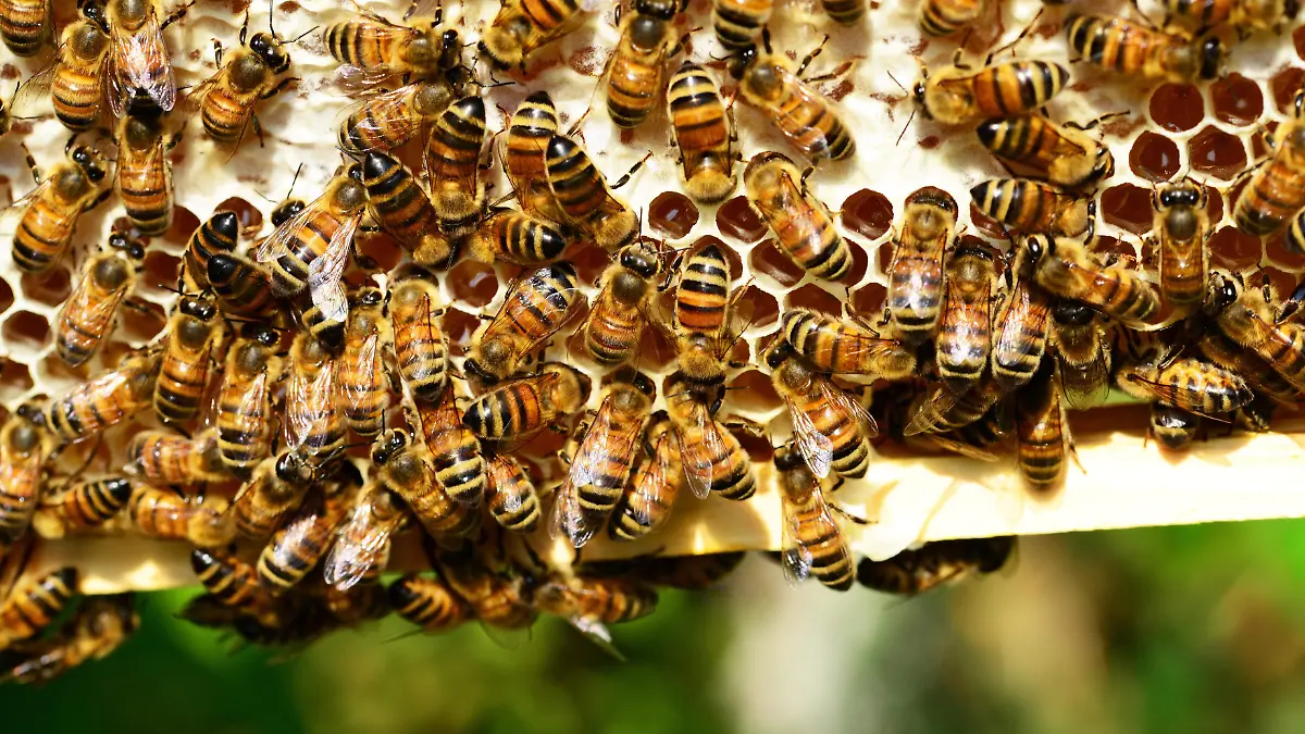Abejas