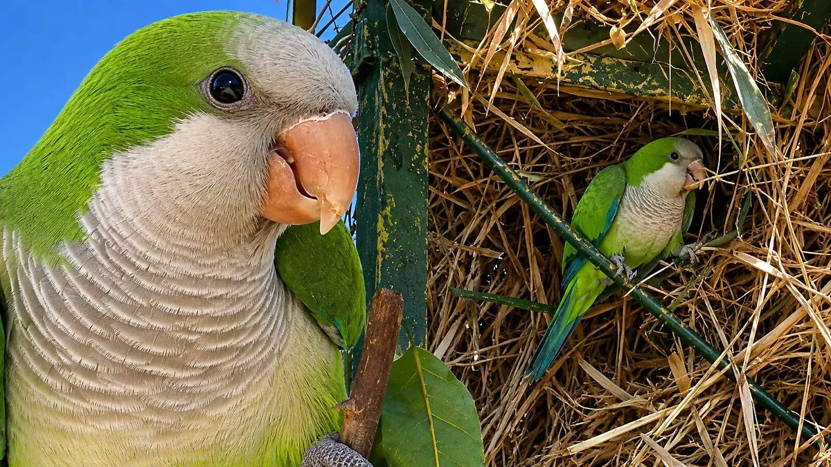aves-