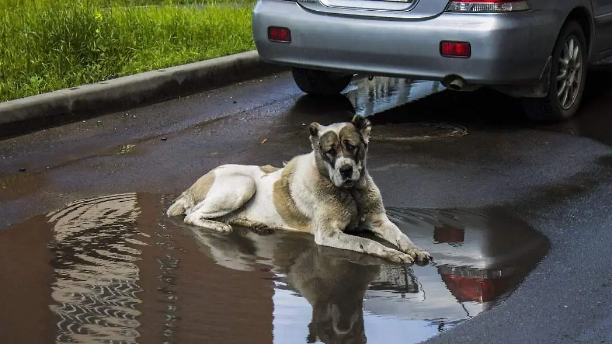 perro - mojado
