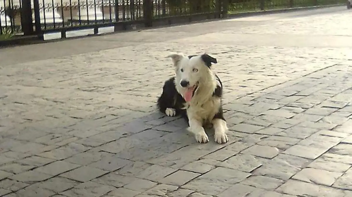 Tsunami-perro-rescatista