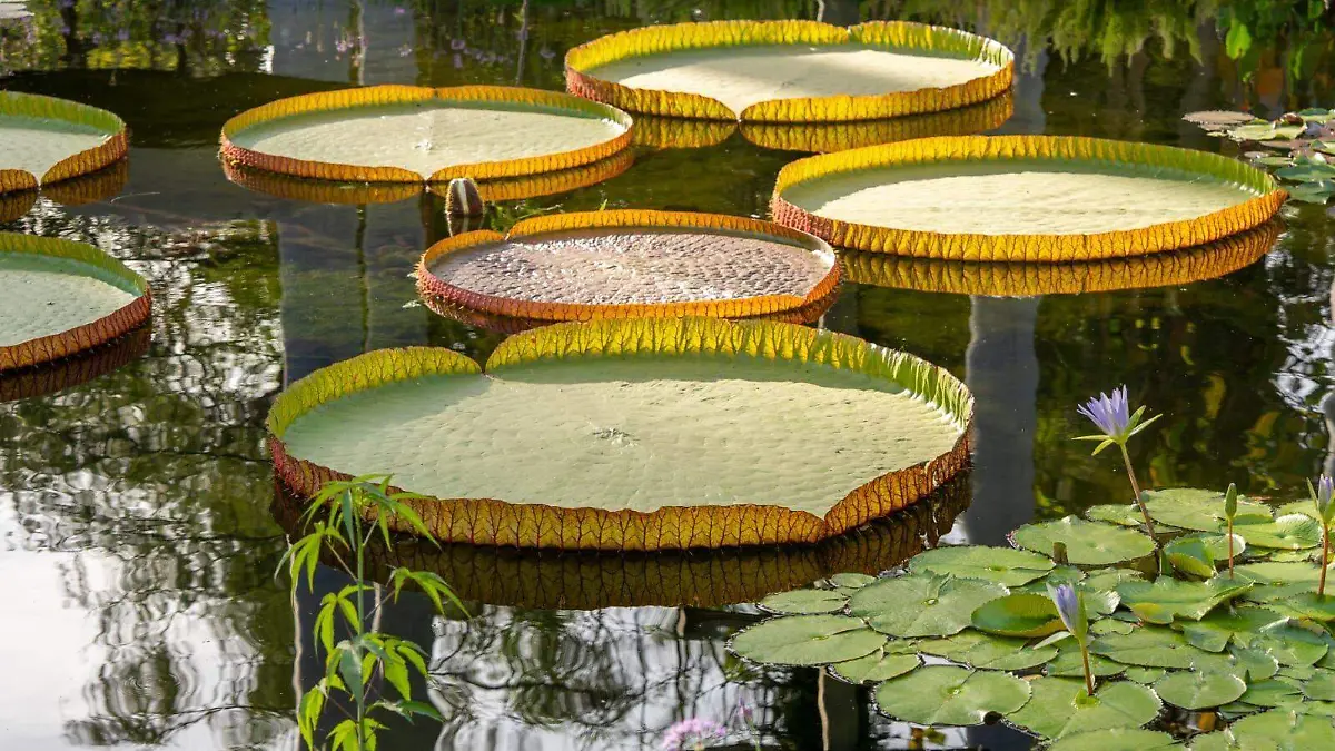 victoeia - amazonica