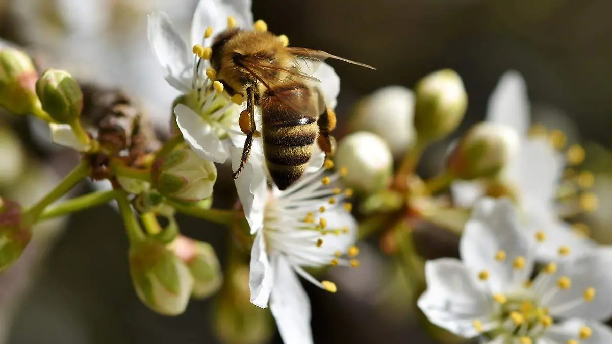 Abejas