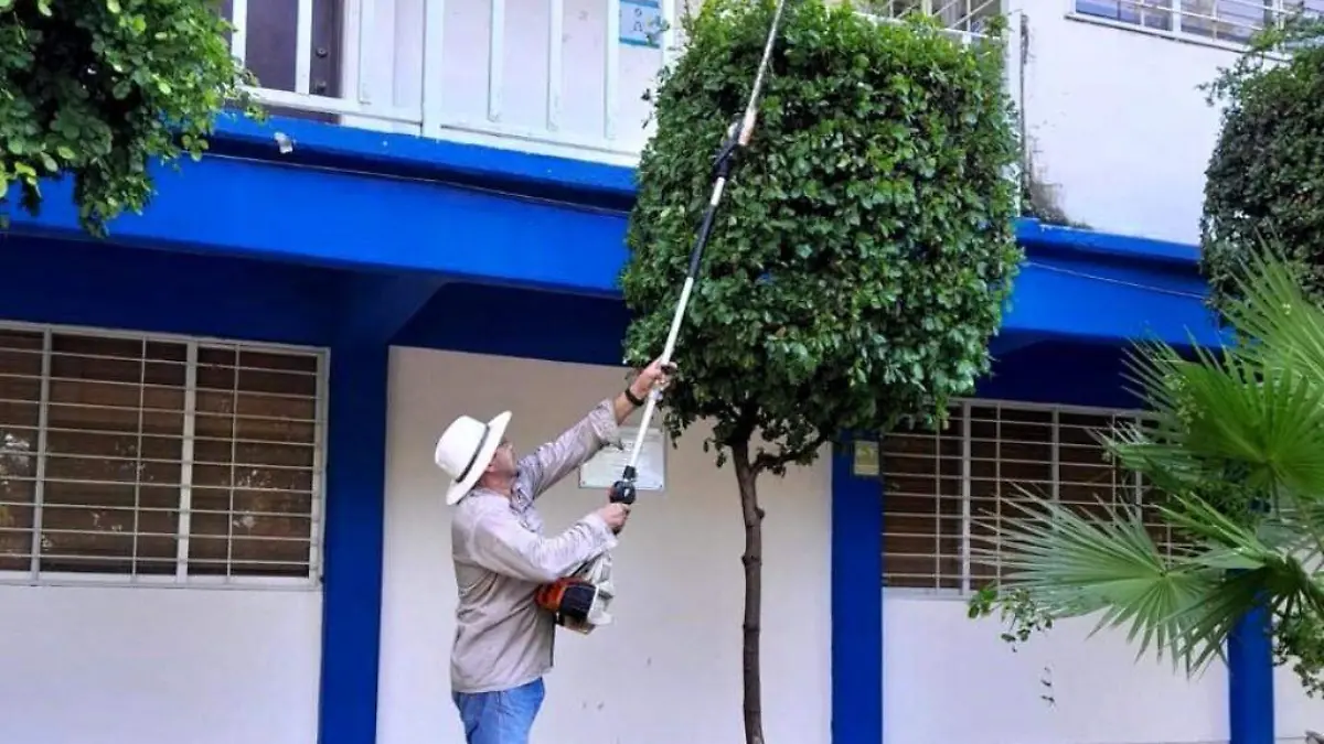poda arboles