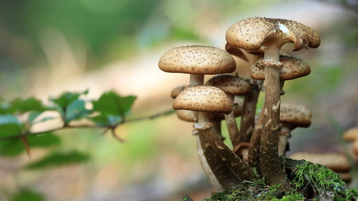 tomaszproszek-mushrooms-548360