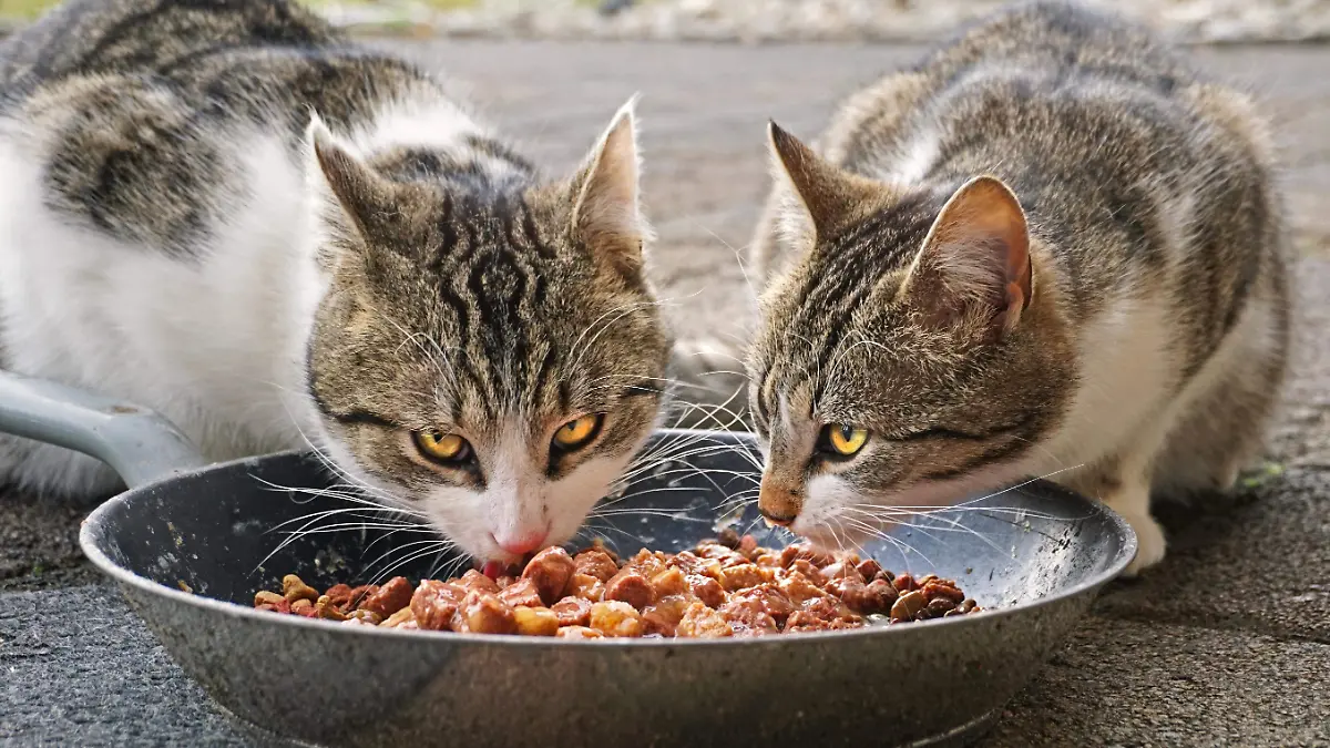 rotbart94-cats-4372525