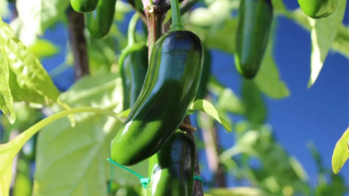 chile jalapeño