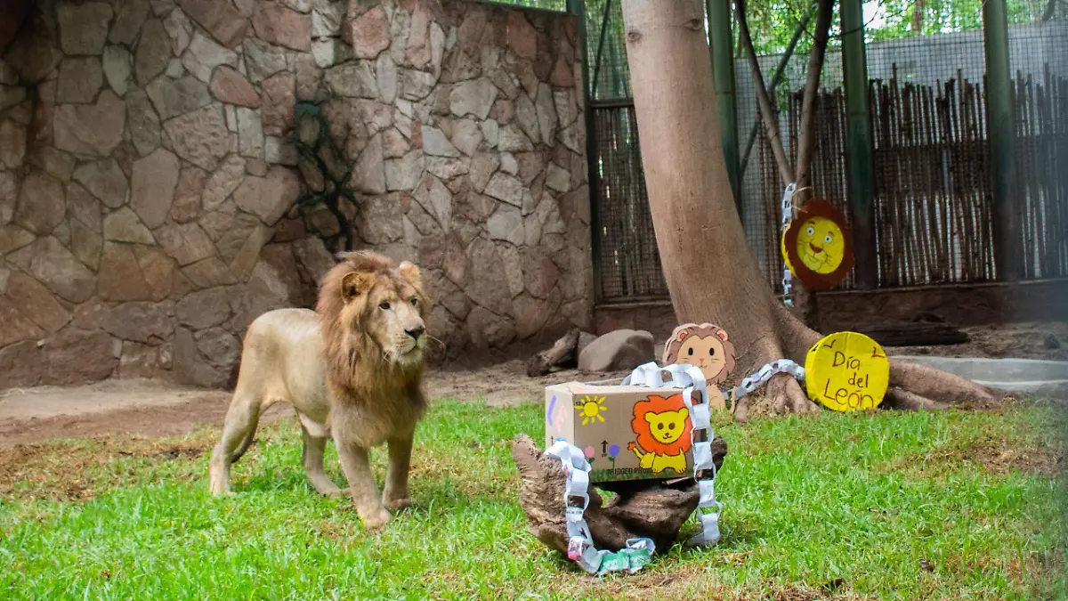 Leon zoo