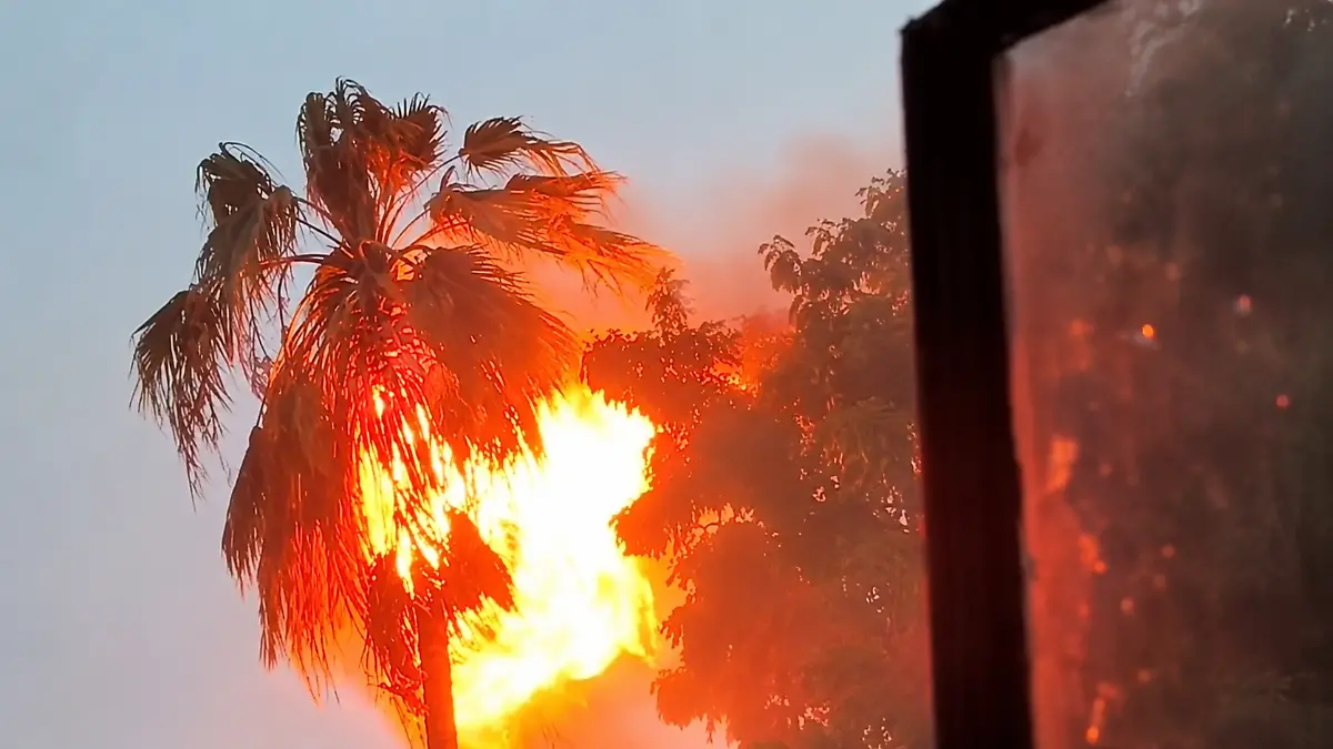 Palmera incendiada