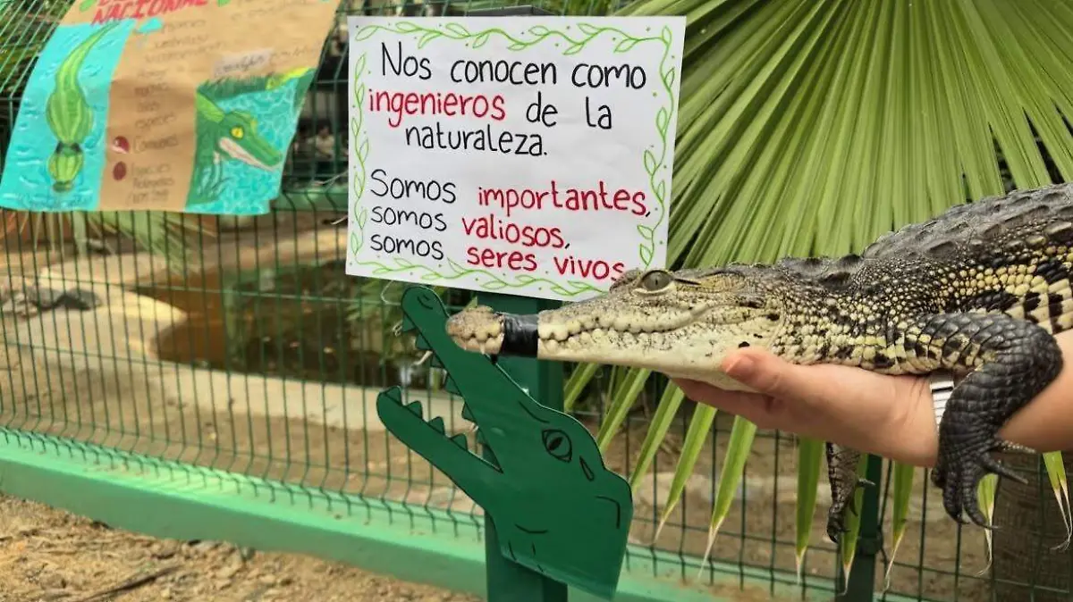cocodrilo