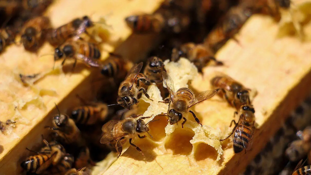 865442_Abejas de Barrio-4_impreso