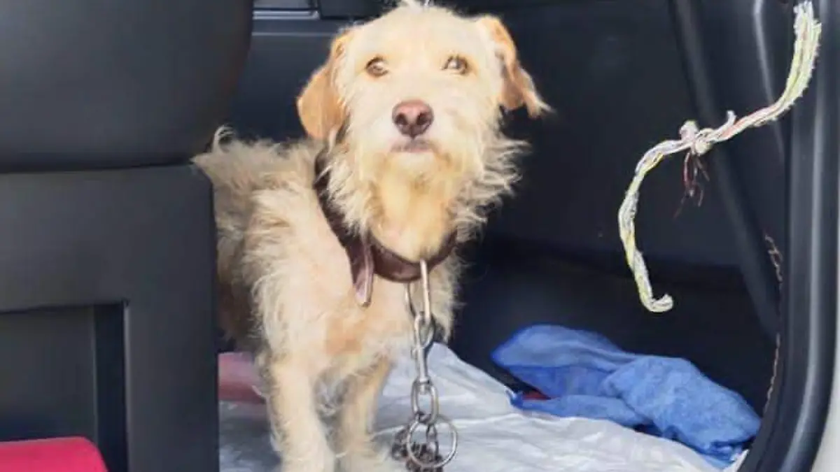 Dacel, el perrito que viajó desde Altamira hasta Coahuila para reunirse con su familia