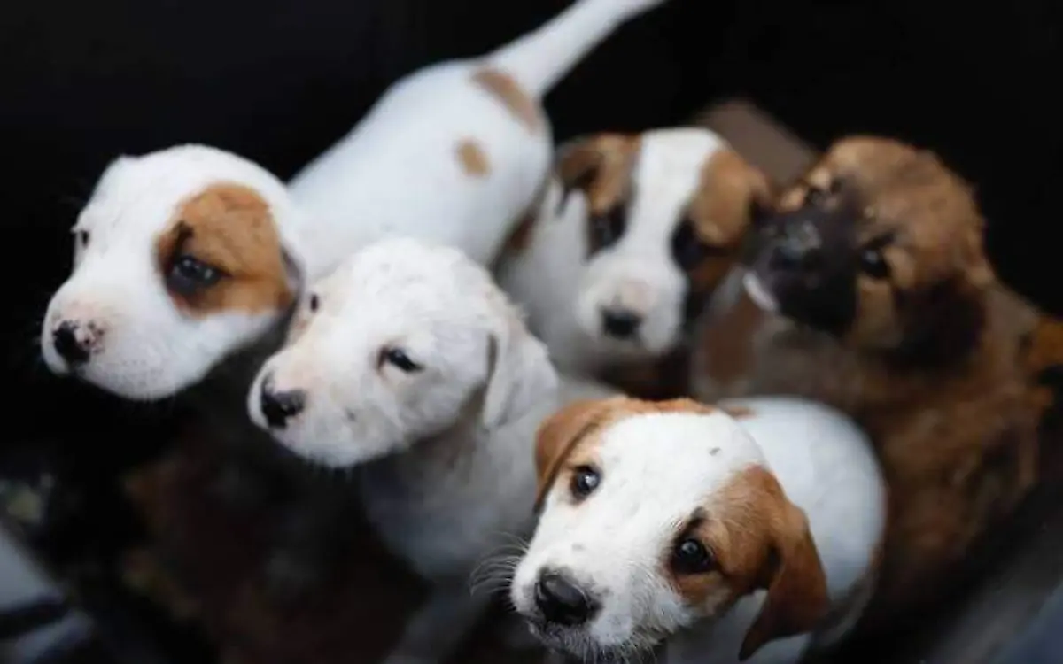 Este viernes concluye la campaña de esterilización para perros y gatos en Nuevo Laredo