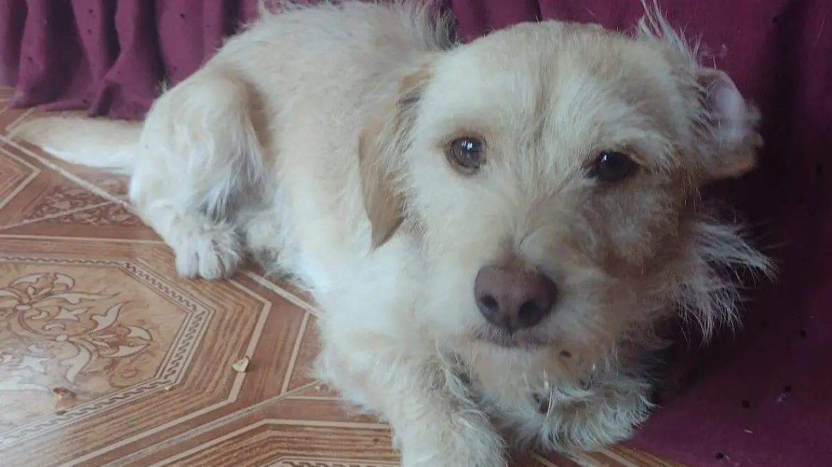 Dacel, el perrito que viajó desde Altamira hasta Coahuila para reunirse con su familia