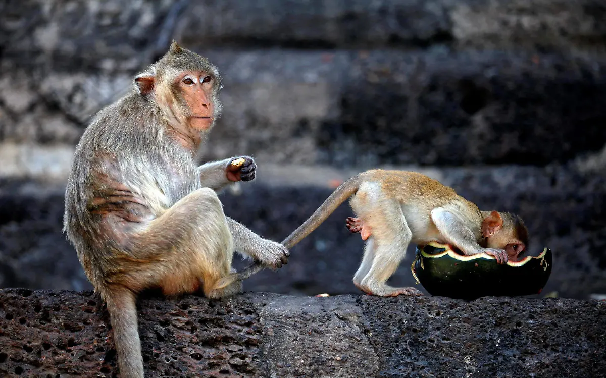 Aunque tanto los homínidos como los platirrinos pertenecen al orden de los primates, unos no tienen cola y otros sí Reuters (2)