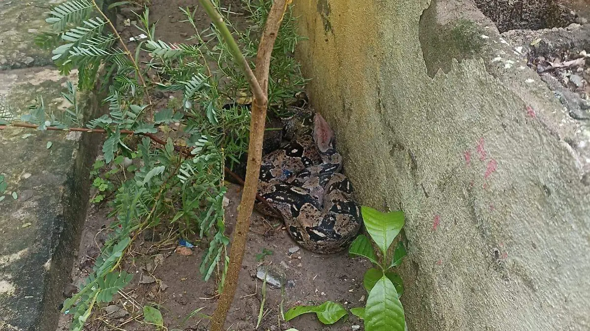 Las mazacuatas juegan un papel muy importante en los ecosistemas del sur de Tamaulipas