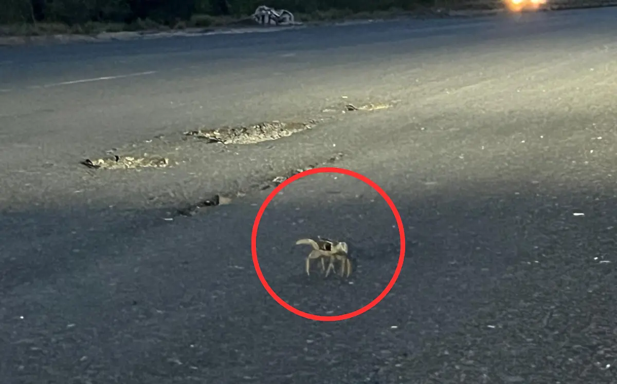 Comienza la temporada de migración del cangrejo azul en Tampico, Tamaulipas
