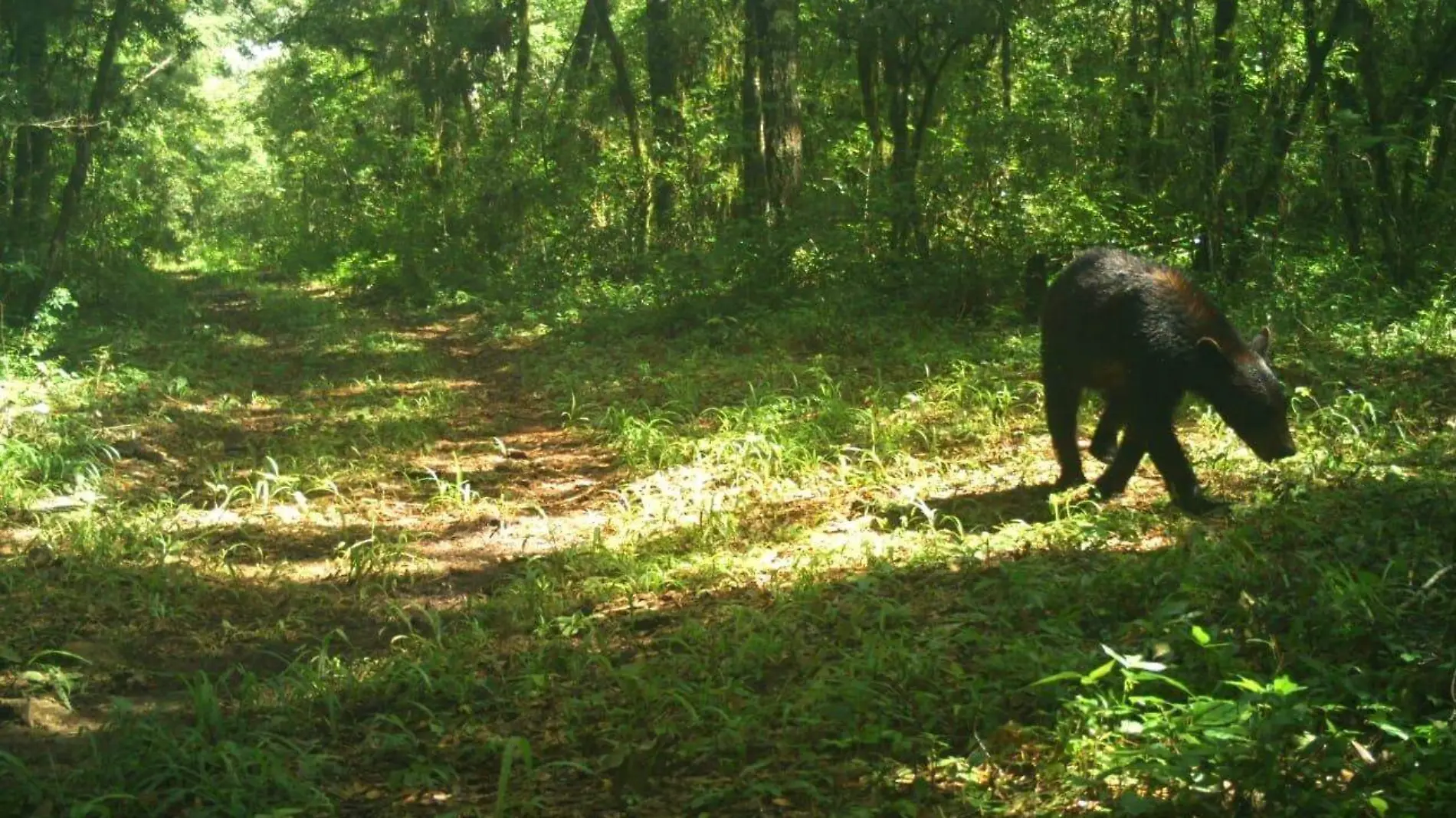 En la zona centro de Tamaulipas existen algunas poblaciones de osos negros