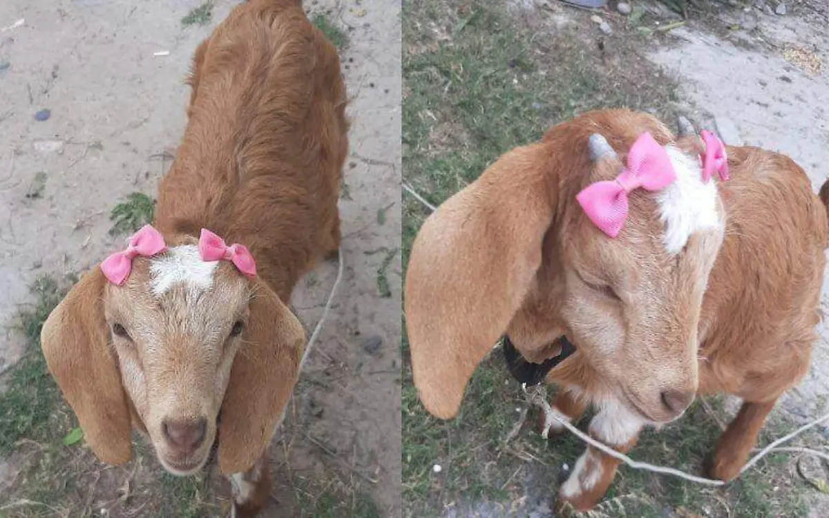 Tras extraviarse Sussie, la chivita más coquette de Tamaulipas