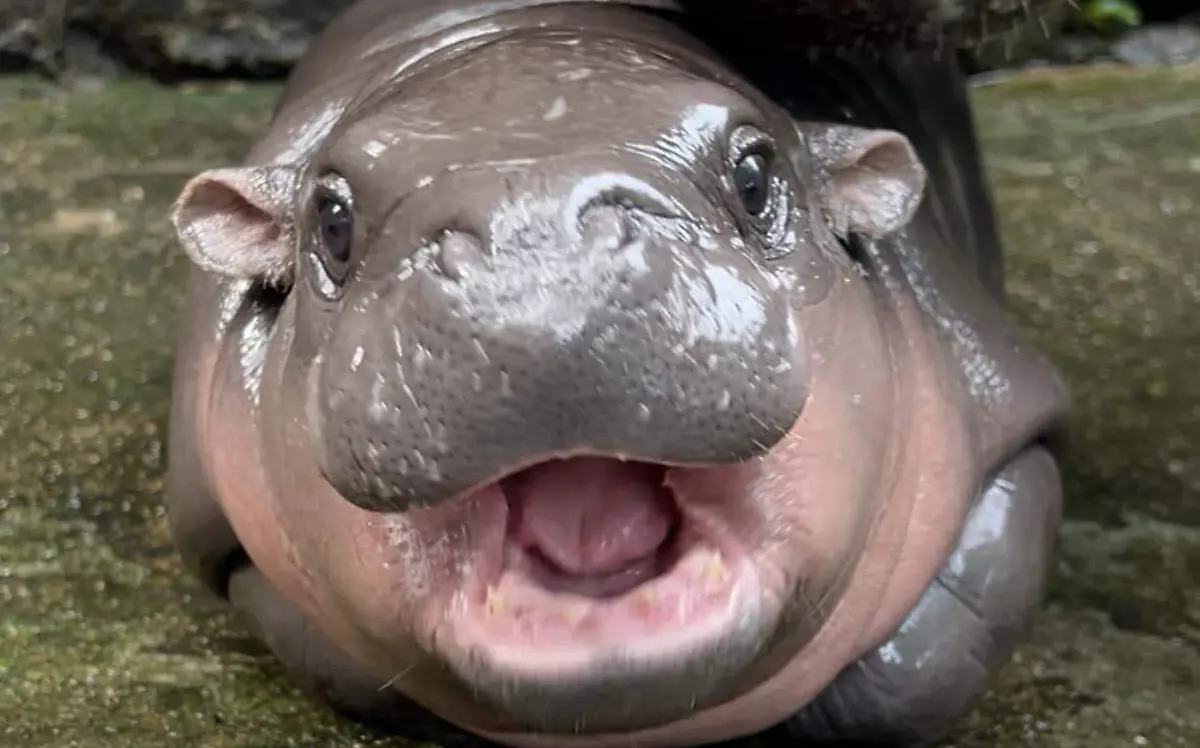 Moo Deng, el bebé hipopótamo que ha conquistado a las redes sociales Facebook @kkopenzoo (4)