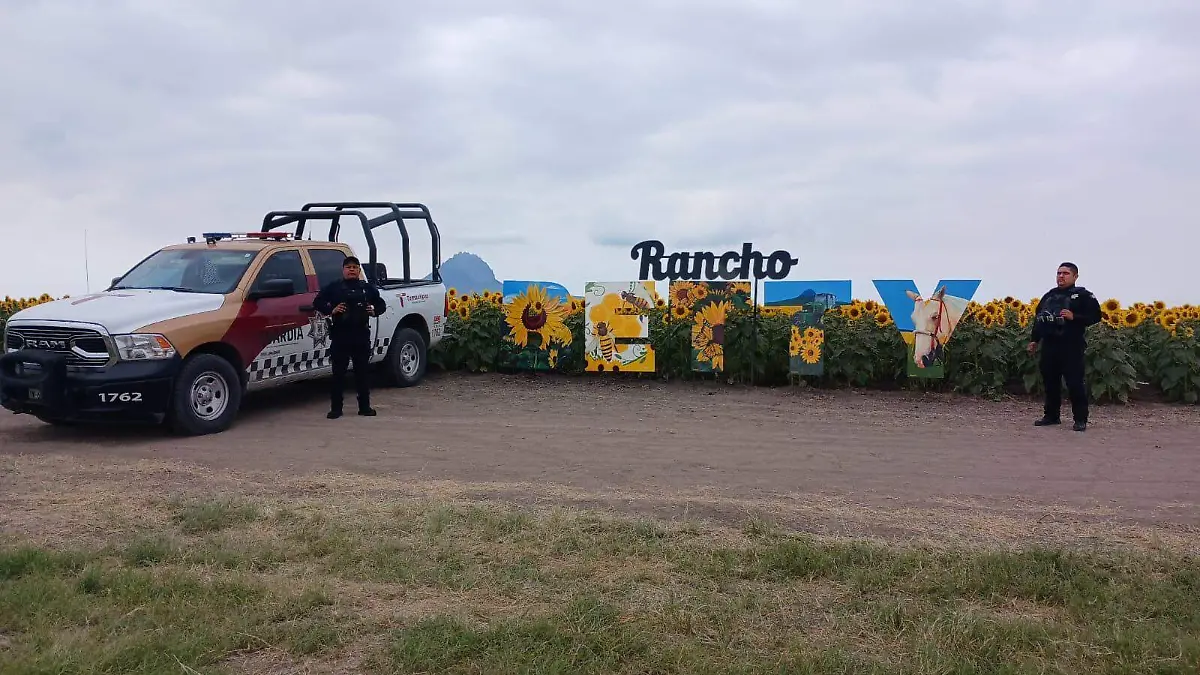 Campo de Girasoles Betty