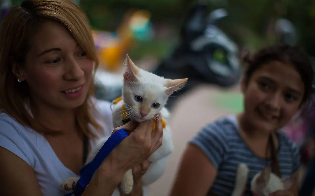 Llaman en Tampico a participar en Gatitón 2023 