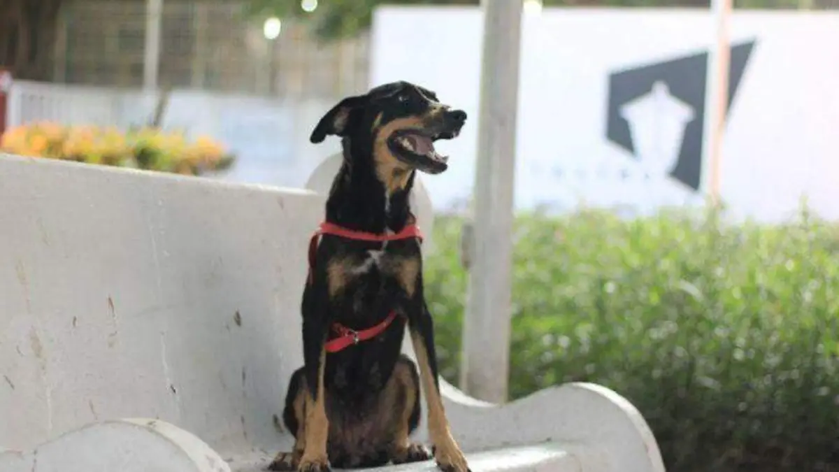 Pimienta, la nueva mascota de la Casa de la Cultura 