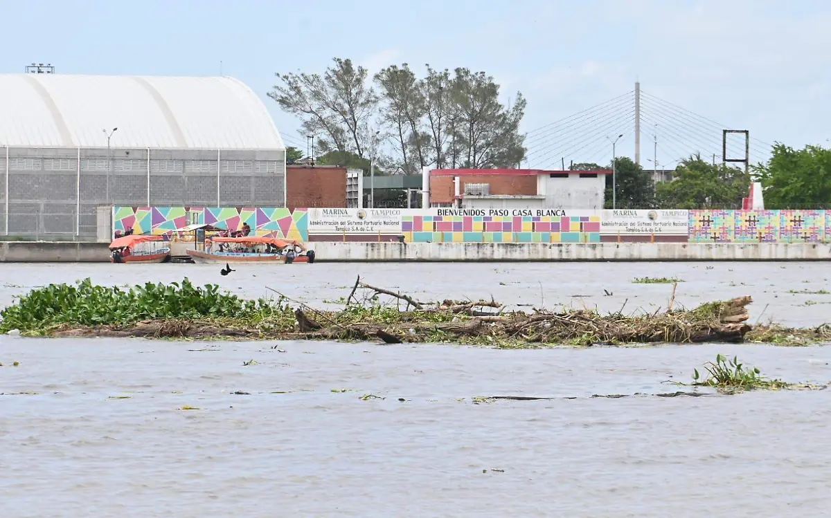Palizada y lirio se han convertido en un riesgo en el río Pánuco Alejandro del Ángel (1)
