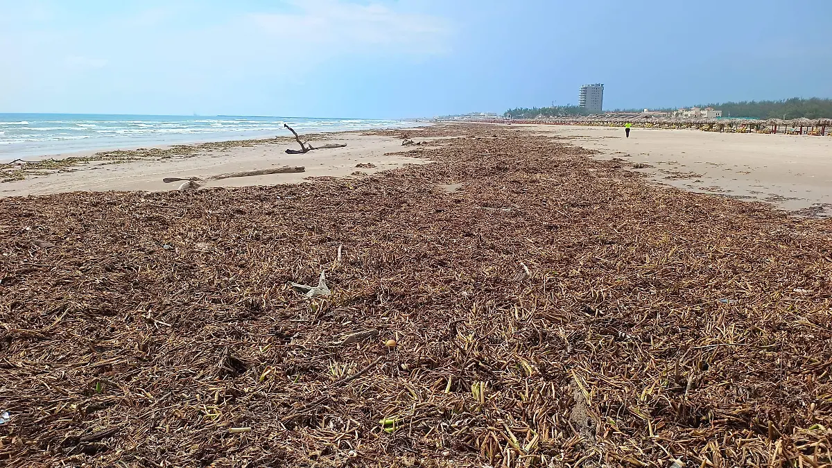 ahora buscan a una enorme serpiente entre el lirio en playa Miramar Juan Hernández (1)