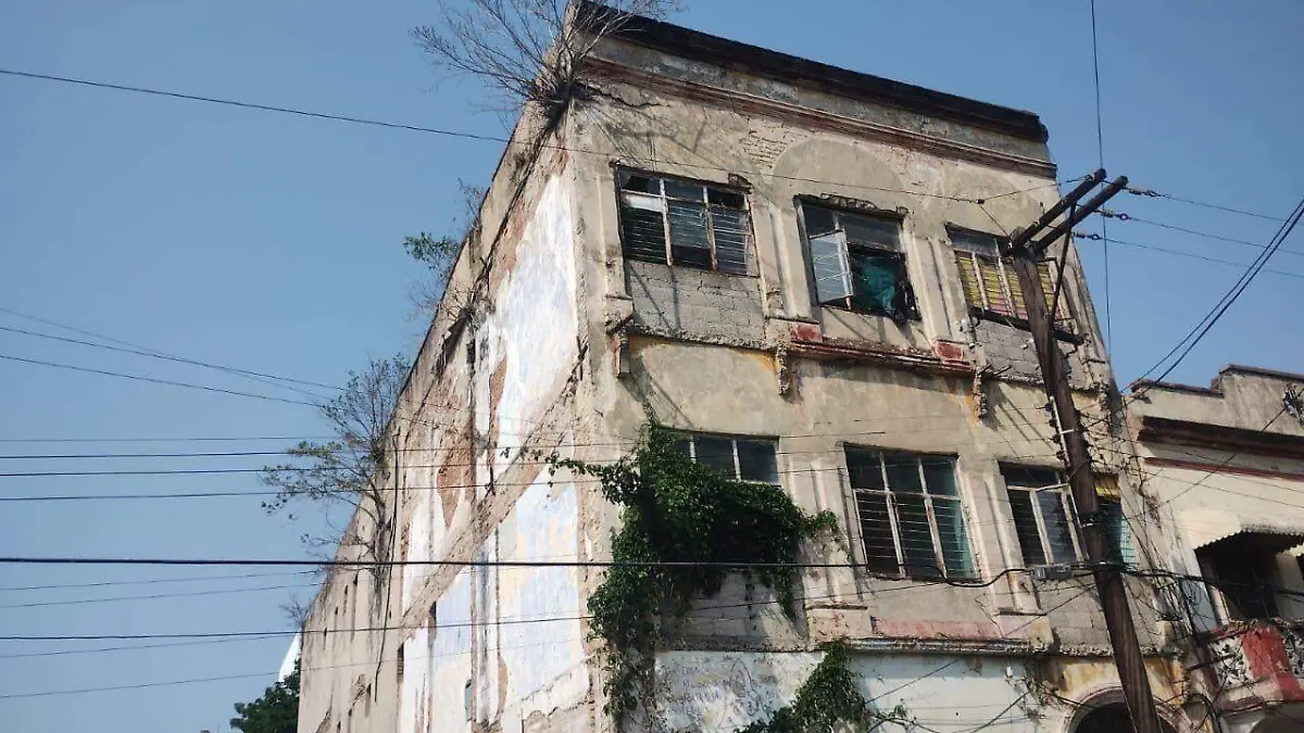 Árboles nacen entre las paredes de edificios