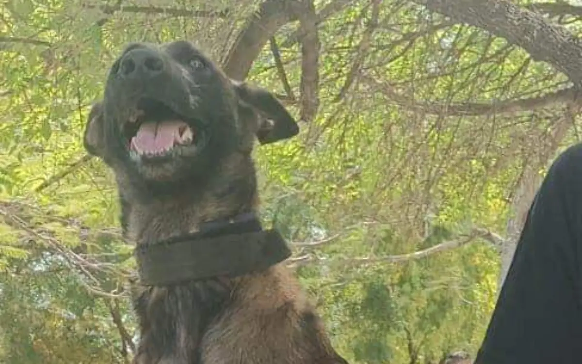 Localizan a perrita rescatista extraviada en Tamaulipas