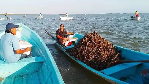 Veracruz enfrenta crisis en producción de ostión: sembrar conchas podría ser la solución - El Sol de Tampico | Noticias Locales, Policiacas, sobre México, Tamaulipas y el Mundo