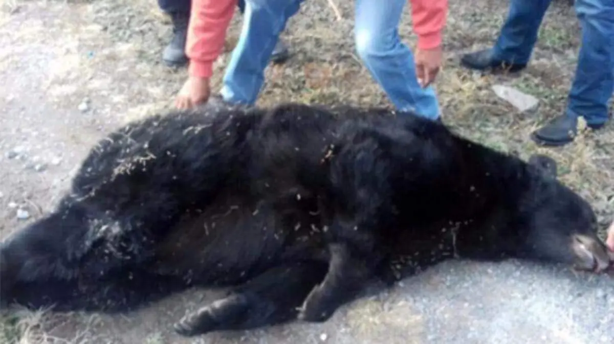 oso-negro-coahuila